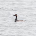 Black-necked Grebe, Island Barn Reservoir (C Turner).