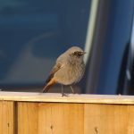 Black Redstart, Banstead (I Jones).
