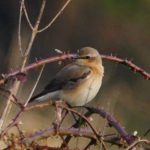 Wheatear, Papercourt Water Meadows (E Sames).