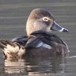 Ring-necked Duck, Reigate (W Attridge).