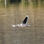 Little Gull, Richmond Park (A Westenberger).
