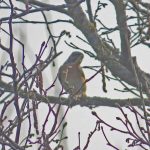 Brambling, Shalford Water Meadows (K Britten).