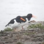 Oystercatchers, London Wetland Centre (J Klavins).
