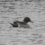 Pintail, Beddington Farmlands (D Warren).