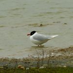 Mediterranean Gull, Beddington Farmlands (A Ramesh).