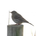 Rock Pipit, Tice's Meadow (K Feathers).