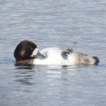 Scaup, Thorpe Park (J Snell).