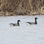 Brent Geese, London Wetland Centre (J Klavins).