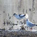 Avocet, London Wetland Centre (J Klavins).