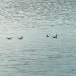 Little Gulls, Island Barn Reservoir (D Harris).
