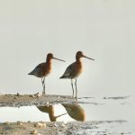 Black-tailed Godwits, Beddington Farmlands (A Ramesh).