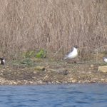 Shelduck, Thorpe Park (J Snell).