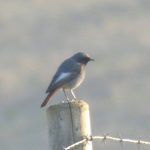 Black Redstart, Beddington Farmlands (Z Pannifer).