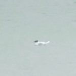 Little Gull, Island Barn Reservoir (D Harris).