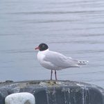 Mediterranean Gull, Island Barn Reservoir (D Harris).