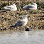 Caspian Gull, Beddington Farmlands (A Dutta).