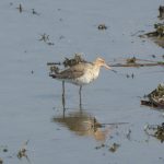 Black-tailed Godwit, London Wetland Centre (J Anderson).
