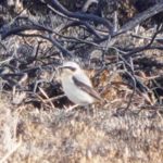 Wheatear, Chobham Common (E Sames).