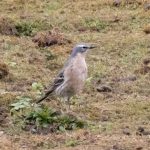 Water Pipit, Tice's Meadow (D Carlsson).