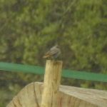 Black Redstart, Clandon Park (M Kettell).