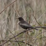 Ring Ouzel, St Martha's Hill (P Curnock).
