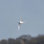 Arctic Tern, Island Barn Reservoir (D Harris).