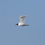 Mediterranean Gull, Enton Lakes (E Stubbs).