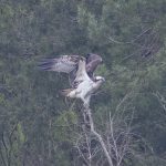 Osprey, Puttenham Common (E Stubbs).