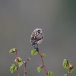 Whinchat, Shackleford (E Stubbs).
