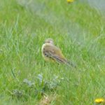 Yellow Wagtail, Mercers CP (G Hay).