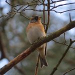 Brambling, Blackheath (K Britten).