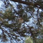 Brambling, Blackheath (K Britten).