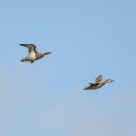 Garganey, Beddington Farmlands (J Bartley).