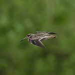 Jack Snipe, Beddington Farmlands (A Ramesh).