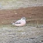 Little Gull, Tice's Meadow (K Duncan).