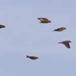 Crossbills, Leith Hill (W Attridge).