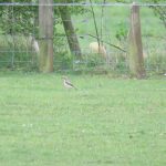 Wheatear, Little Woodcote (I Jones).