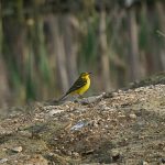 Yellow Wagtail, Beddington Farmlands (A Ramesh).