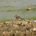 Whimbrel, Beddington Farmlands (A Ramesh).