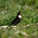 Ring Ouzel, Beddington Farmlands (A Ramesh).