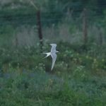 Arctic Tern, Beddington Farmlands (A Ramesh).
