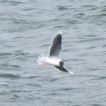 Little Gull, Thorpe Park (J Snell).