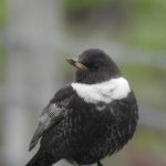 Ring Ouzel, Beddington Farmlands (D Warren).