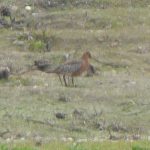 Bar-tailed Godwit, London Wetland Centre (J Anderson).