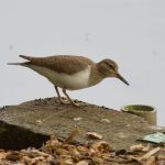 Common Sandpiper, Enton Lakes (D Brassington).