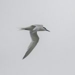 Sandwich Tern, Enton Lakes (E Stubbs).