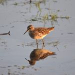 Wood Sandpiper, Holmethorpe SP (G Hay).