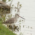 Bar-tailed Godwit, Island Barn Reservoir (D Harris).