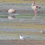 Dunlin, Wood Sandpiper and Redshank, Tice's Meadow (J Hunt).