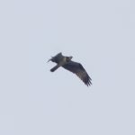 Osprey, Beddington Farmlands (Z Pannifer).